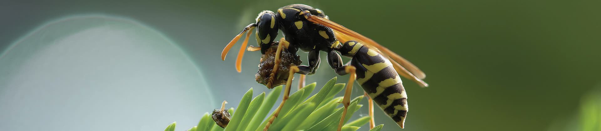 Désinsectisation frelons, guêpes et chenilles dans le Tarn 81