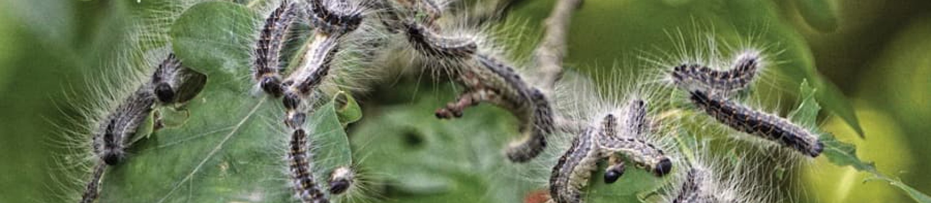 Désinsectisation frelons, guêpes et chenilles dans le Tarn 81