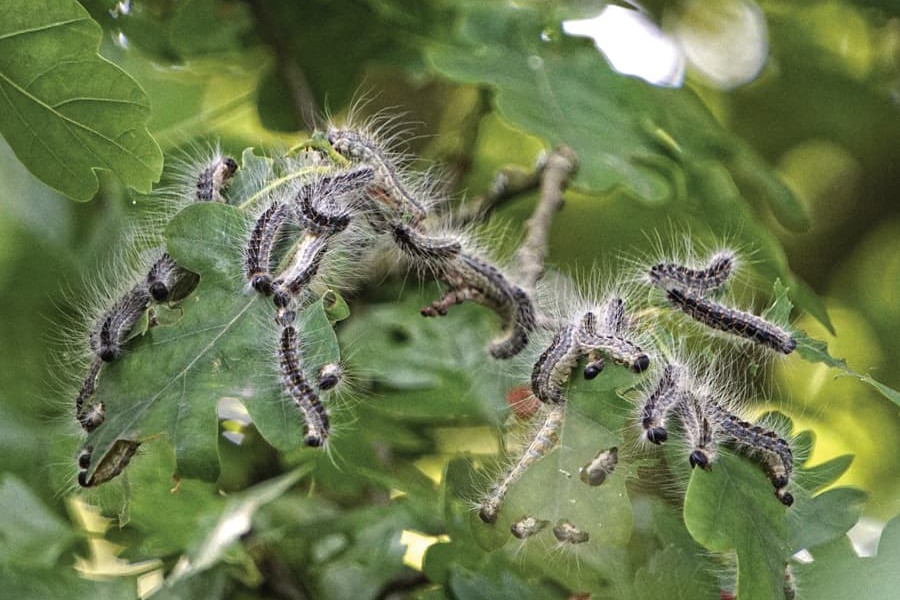 Désinsectisation frelons, guêpes et chenilles dans le Tarn 81