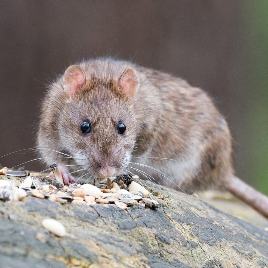 Désinsectisation frelons, guêpes et chenilles dans le Tarn 81
