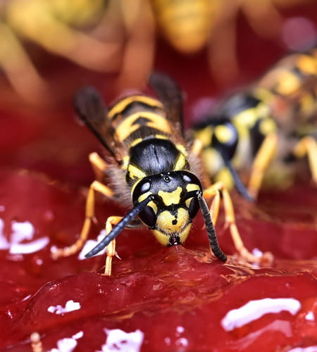 Intervention et élimination nid de Guêpes dans le Tarn 81