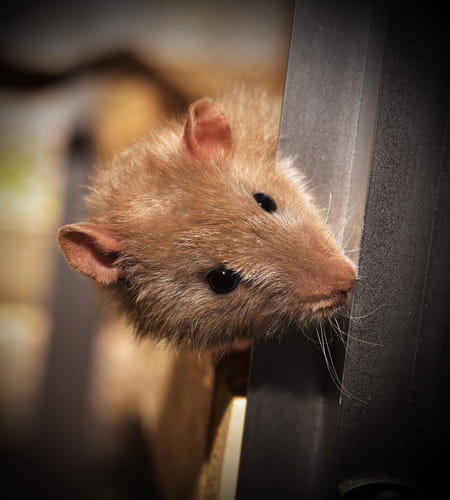 Dératisation rongeurs dans le Tarn 81