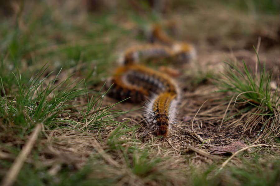 Destruction de nid de chenilles processionnaires, Tarn 81