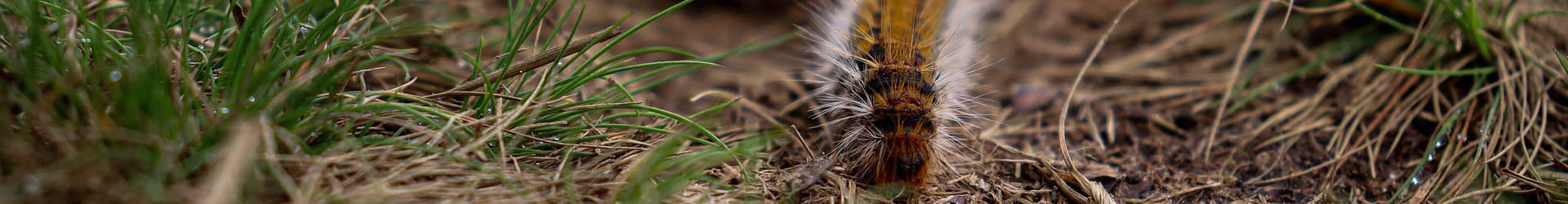 Destruction de nid de chenilles processionnaires, Tarn 81