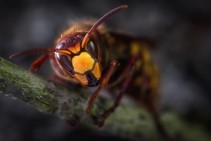 Destruction de nid de frelons dans le Tarn 81