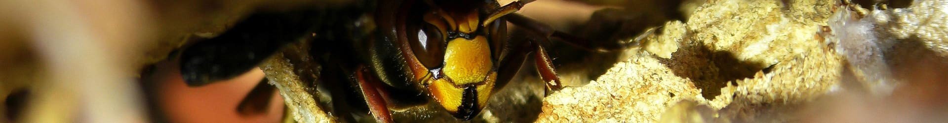 Expert désinsectisation nid de guêpes, frelons, Tarn 81